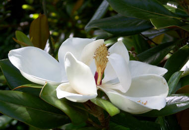 Magnolia Blossom at Alii Garden