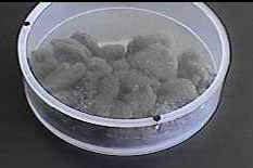 hvnpjm5.JPG (7947 bytes)