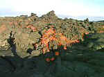 Advancing front of `a`a flow from rootless shield, Kilauea volcano, Hawai`i